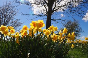Photo of Daffodils
