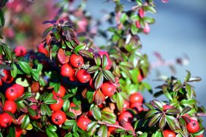 Photo of Berries